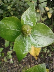 Podanthus ovatifolius