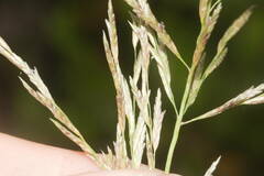 Eragrostis atropioides