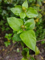 Podanthus ovatifolius