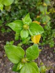 Podanthus ovatifolius