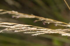 Eragrostis atropioides