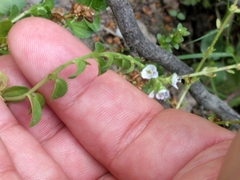 Veronica serpyllifolia
