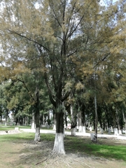 Casuarina equisetifolia