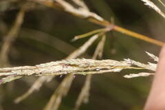 Eragrostis atropioides