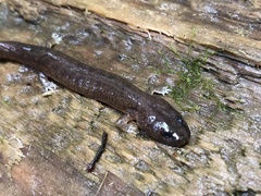 Desmognathus marmoratus