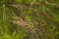 Eragrostis atropioides