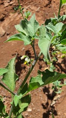 Solanum villosum