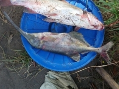 Campylomormyrus numenius