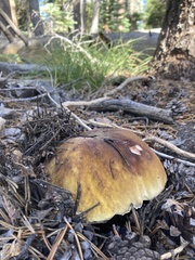 Boletus edulis grandedulis