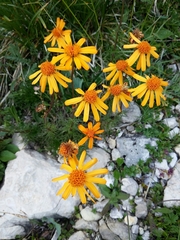 Jacobaea abrotanifolia