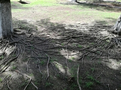 Casuarina equisetifolia