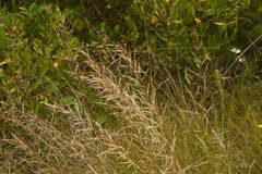 Eragrostis atropioides