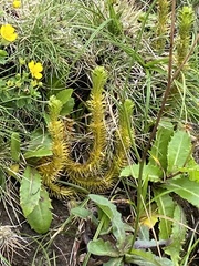 Phlegmariurus dentatus