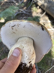 Boletus edulis grandedulis