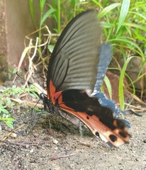 Papilio alcmenor