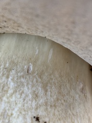 Boletus edulis grandedulis