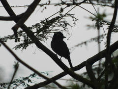 Pachyramphus spodiurus