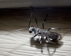 Auplopus carbonarius