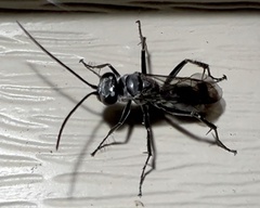 Auplopus carbonarius