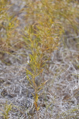 Amsonia ciliata texana