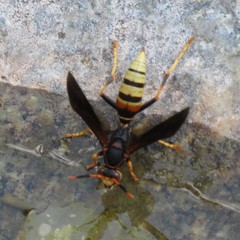 Polistes comanchus navajoe