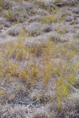 Amsonia ciliata texana