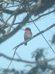 Pyrocephalus rubinus