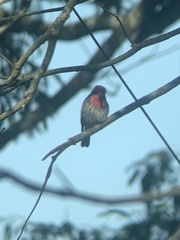 Pyrocephalus rubinus