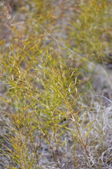 Amsonia ciliata texana