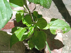 Commicarpus tuberosus