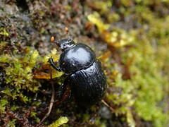Phelotrupes formosanus