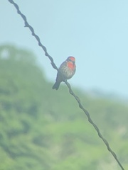 Pyrocephalus rubinus