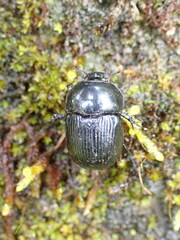 Phelotrupes formosanus