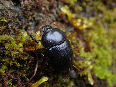 Phelotrupes formosanus