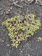 Euphorbia amplexicaulis