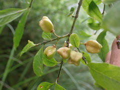 Euonymus morrisonensis
