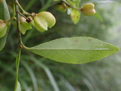 Euonymus morrisonensis