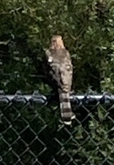 Accipiter cooperii