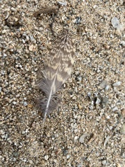 Phalaenoptilus nuttallii