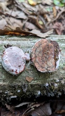 Abundisporus pubertatis