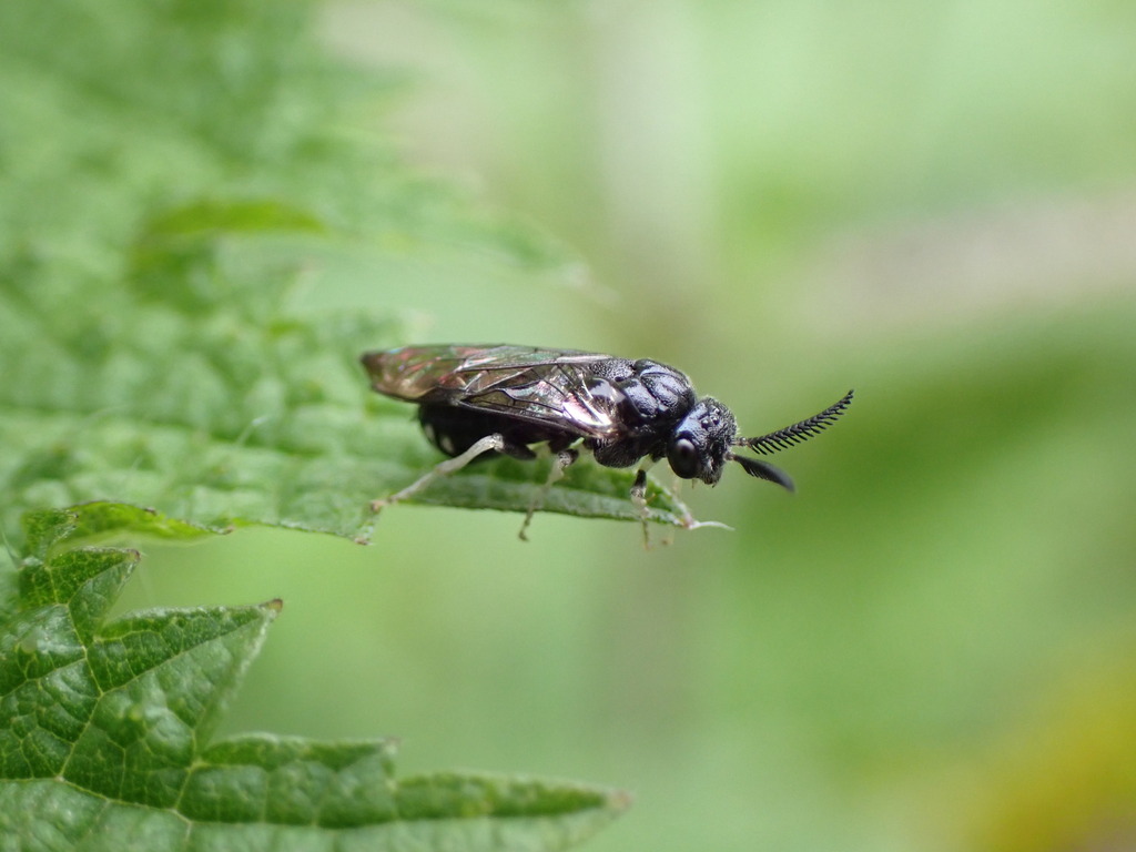 Nesodiprion japonicus