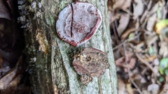 Abundisporus pubertatis