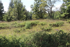 Juniperus communis depressa