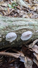 Abundisporus pubertatis