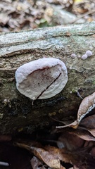 Abundisporus pubertatis