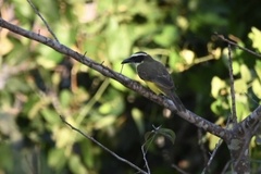 Megarynchus pitangua