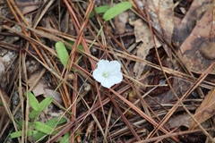 Stylisma patens angustifolia