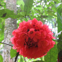 Brownea ariza