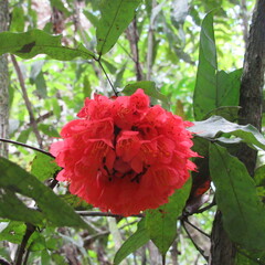Brownea ariza