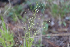 Panicum philadelphicum philadelphicum